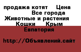 продажа котят  › Цена ­ 15 000 - Все города Животные и растения » Кошки   . Крым,Евпатория